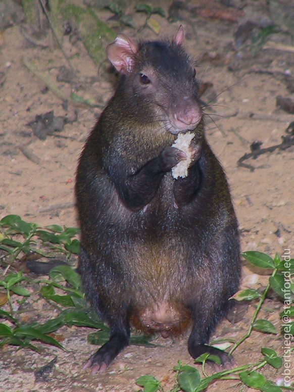 agouti